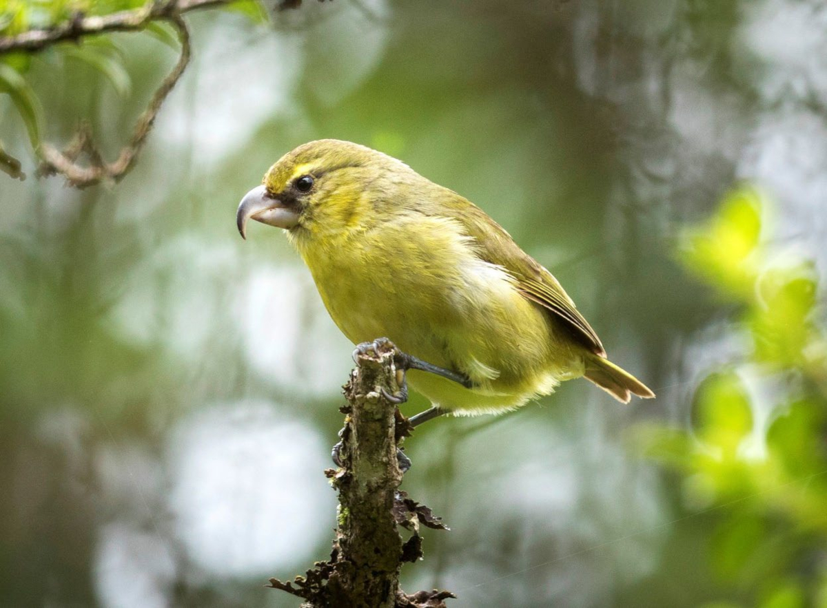 American Bird Conservancy