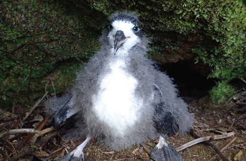 American Bird Conservancy