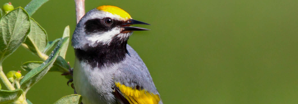 American Bird Conservancy