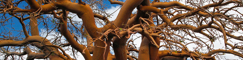 Waikoloa Dry Forest Preserve